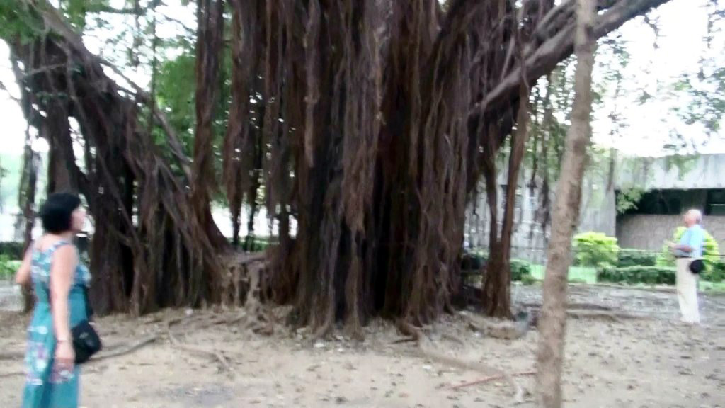 Ficus religiosa (Moraceae) - Filippine